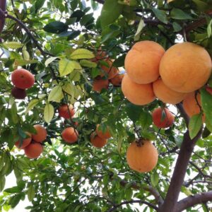 Grapefruit tree