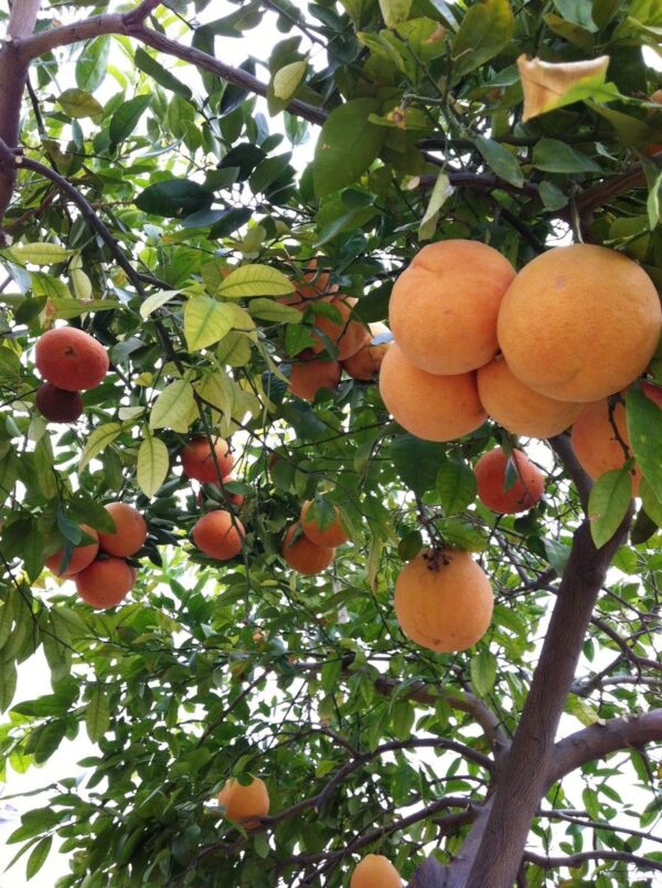 Grapefruit tree