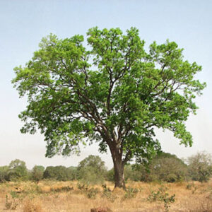 Mahagony Tree