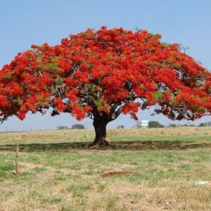 Malinche Tree
